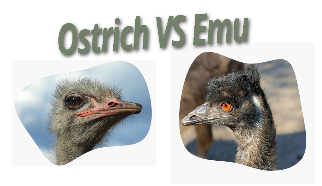 Ostrich vs Emu 